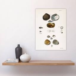"Artery8 James Ellsworth De Kay Various Types of Seashells Wall Art Print in White - Size: W12"" x H16""" - thumbnail 4