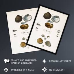 "Artery8 James Ellsworth De Kay Various Types of Seashells Wall Art Print in White - Size: W12"" x H16""" - thumbnail 2