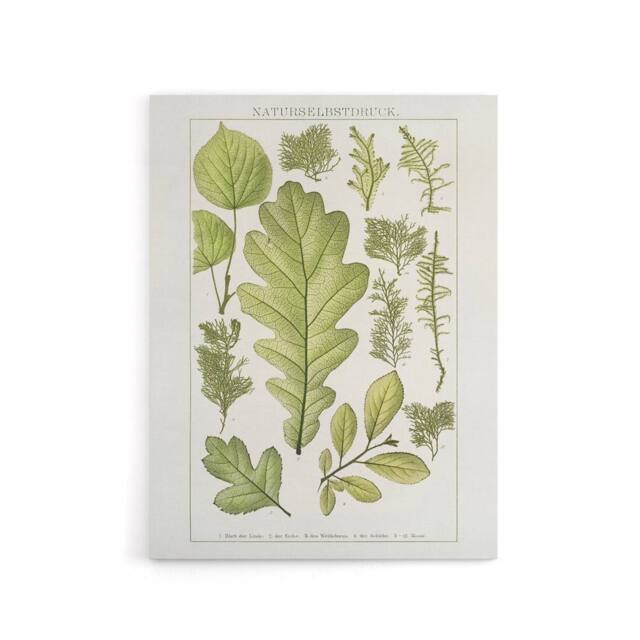 "Artery8 Plant Lover Leaves Brockhaus Lexikon Vintage Canvas Wall Art in White - Size: W18"" x H24""" - image 1