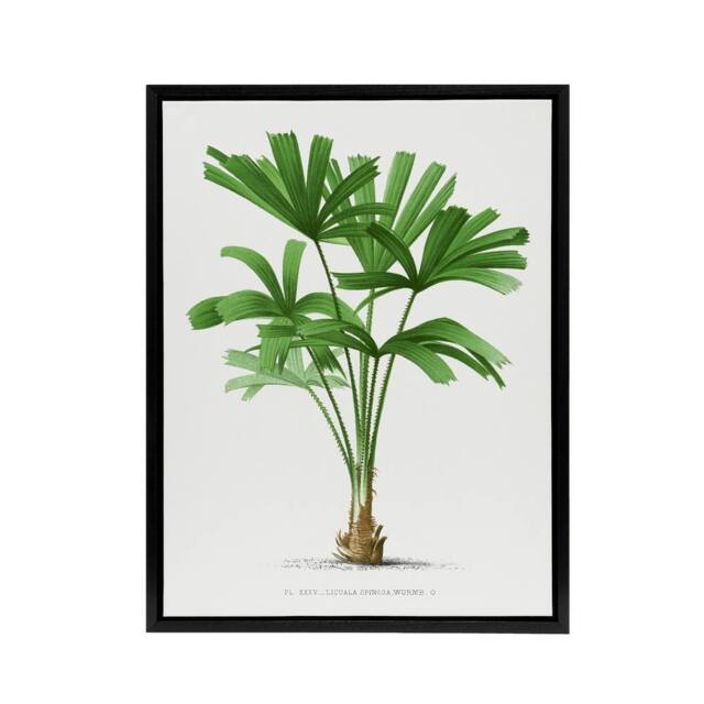 "Artery8 Licuala Spinosa Palm Tree Oswald de Kerchove Framed Canvas Wall Art in White - Size: W12"" x H16""" - image 1