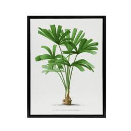 "Artery8 Licuala Spinosa Palm Tree Oswald de Kerchove Framed Canvas Wall Art in White - Size: W12"" x H16""" - thumbnail 1