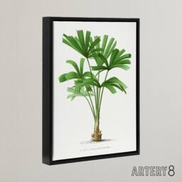 "Artery8 Licuala Spinosa Palm Tree Oswald de Kerchove Framed Canvas Wall Art in White - Size: W12"" x H16""" - thumbnail 2
