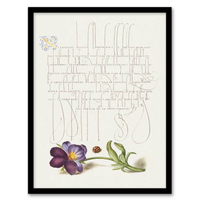 Artery8 Model Book of Calligraphy Framed Wall Art Ladybird & Wild Pansy in White - Size: A4 - image 1