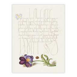 Artery8 Model Book of Calligraphy Framed Wall Art Ladybird & Wild Pansy in White - Size: A4 - thumbnail 3