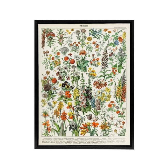 "Artery8 Millot Encyclopedia Page Flowers Plants Framed Canvas Wall Art Print - Size: W12"" x H16""" - image 1