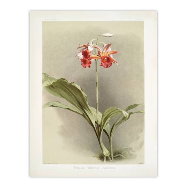 "Artery8 F Sander Phaius Hybridus Cooksonii Orchid Flowers Wall Art Print - Size: W12"" x H16""" - image 1