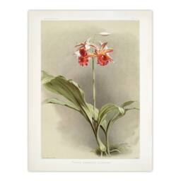 "Artery8 F Sander Phaius Hybridus Cooksonii Orchid Flowers Wall Art Print - Size: W12"" x H16""" - thumbnail 1