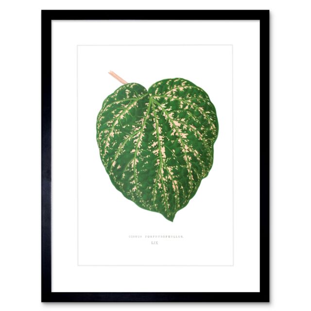 "Artery8 Wall Art Print Leaf Cissus Porphyrophyllus Art Framed 9x7 inch in Black - Size: W7"" x H9""" - image 1