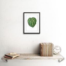 "Artery8 Wall Art Print Leaf Cissus Porphyrophyllus Art Framed 9x7 inch in Black - Size: W7"" x H9""" - thumbnail 2