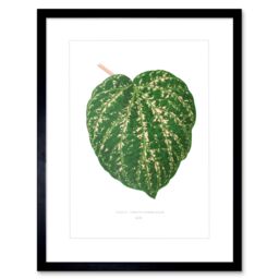 "Artery8 Wall Art Print Leaf Cissus Porphyrophyllus Art Framed 9x7 inch in Black - Size: W7"" x H9""" - thumbnail 1