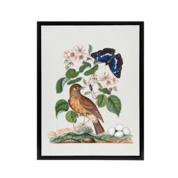 "Artery8 Spotted Flycatcher & Purple Emperor Bolton Black Framed Canvas Art in White - Size: W12"" x H16""" - thumbnail 1