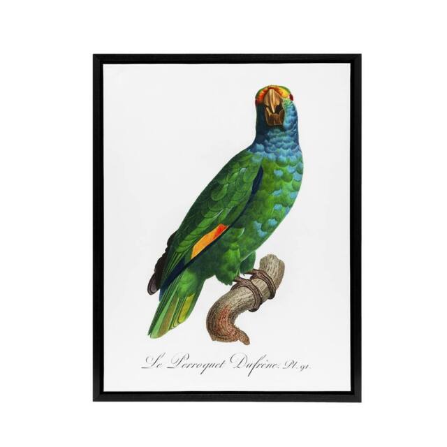 "Artery8 The Blue Cheeked Amazon Parrot Levaillant Framed Canvas Wall Art Print in White - Size: W12"" x H16""" - image 1