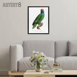 "Artery8 The Blue Cheeked Amazon Parrot Levaillant Framed Canvas Wall Art Print in White - Size: W12"" x H16""" - thumbnail 3