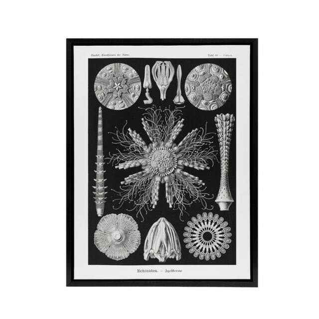 "Artery8 Sea Urchin Ocean Beach Haeckel Botanical Black Framed Canvas Wall Art - Size: W12"" x H16""" - image 1