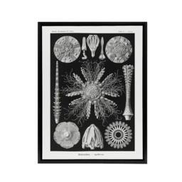 "Artery8 Sea Urchin Ocean Beach Haeckel Botanical Black Framed Canvas Wall Art - Size: W12"" x H16""" - thumbnail 1