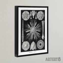"Artery8 Sea Urchin Ocean Beach Haeckel Botanical Black Framed Canvas Wall Art - Size: W12"" x H16""" - thumbnail 2