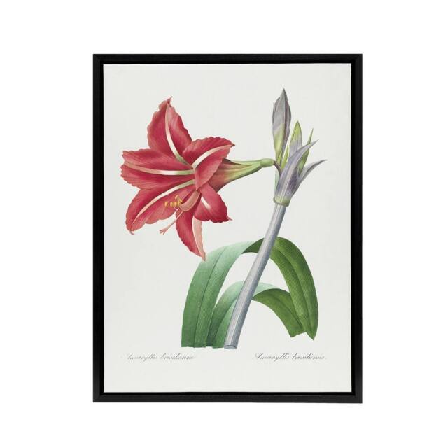 "Artery8 Brazilian Amaryllis Flower Redoute Black Framed Canvas Wall Art in White - Size: W12"" x H16""" - image 1