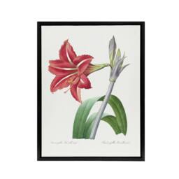 "Artery8 Brazilian Amaryllis Flower Redoute Black Framed Canvas Wall Art in White - Size: W12"" x H16""" - thumbnail 1