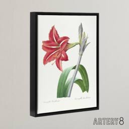 "Artery8 Brazilian Amaryllis Flower Redoute Black Framed Canvas Wall Art in White - Size: W12"" x H16""" - thumbnail 2