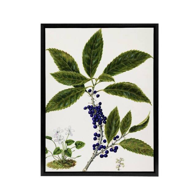 "Artery8 New Zealand Mahoe Whiteywood Plant Featon Framed Canvas Wall Art Print in Beige - Size: W12"" x H16""" - image 1