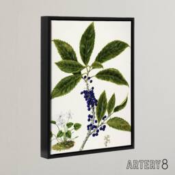 "Artery8 New Zealand Mahoe Whiteywood Plant Featon Framed Canvas Wall Art Print in Beige - Size: W12"" x H16""" - thumbnail 2