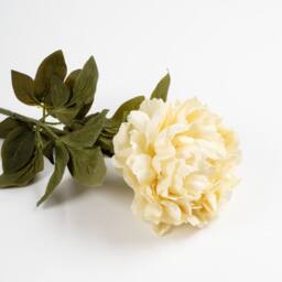 Scottish Everlastings Ltd 73cm Cream Peony Stem 3PK - thumbnail 2