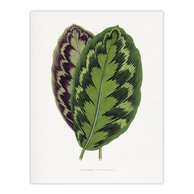 "Artery8 AF Lydon Benjamin Fawcett Calathea Veitchiana Leaf Wall Art Print in White - Size: W12"" x H16""" - image 1