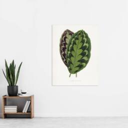 "Artery8 AF Lydon Benjamin Fawcett Calathea Veitchiana Leaf Wall Art Print in White - Size: W12"" x H16""" - thumbnail 4
