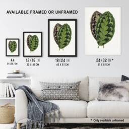 "Artery8 AF Lydon Benjamin Fawcett Calathea Veitchiana Leaf Wall Art Print in White - Size: W12"" x H16""" - thumbnail 3