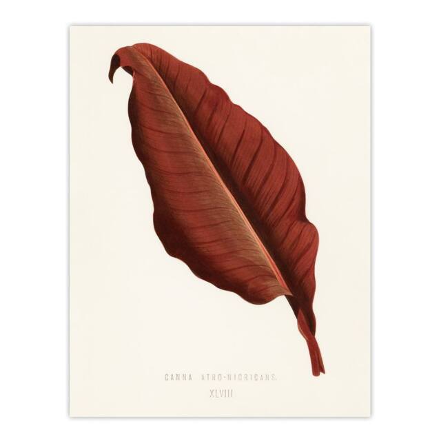 "Artery8 Canna Botany Red Leaf Shirley Hibberd Vintage Wall Art Print Poster in White - Size: W24"" x H32""" - image 1