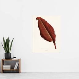 "Artery8 Canna Botany Red Leaf Shirley Hibberd Vintage Wall Art Print Poster in White - Size: W24"" x H32""" - thumbnail 4