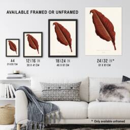 "Artery8 Canna Botany Red Leaf Shirley Hibberd Vintage Wall Art Print Poster in White - Size: W24"" x H32""" - thumbnail 3
