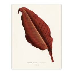 "Artery8 Canna Botany Red Leaf Shirley Hibberd Vintage Wall Art Print Poster in White - Size: W24"" x H32""" - thumbnail 1