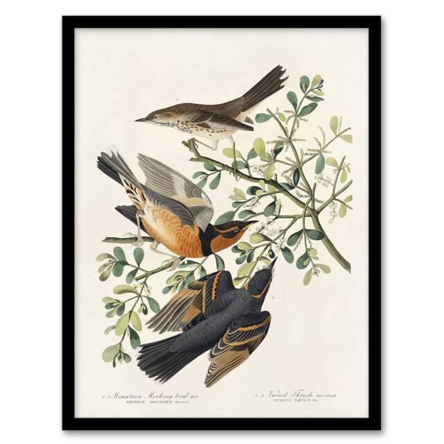 "Artery8 Mountain Mocking Bird & Thrush Audubon Nature Framed Wall Art Print in White - Size: W12"" x H16""" - image 1