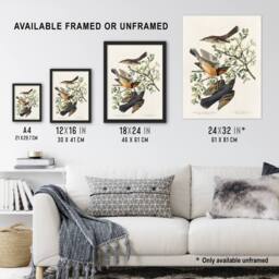 "Artery8 Mountain Mocking Bird & Thrush Audubon Nature Framed Wall Art Print in White - Size: W12"" x H16""" - thumbnail 3