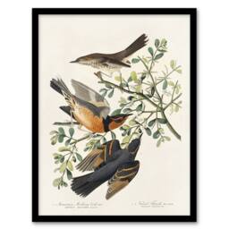 "Artery8 Mountain Mocking Bird & Thrush Audubon Nature Framed Wall Art Print in White - Size: W12"" x H16""" - thumbnail 1