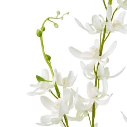 Lemon Pavilion Furniture and Decor Cymbidium Spray (Single Stem Flower) - L10 x W24 x H95 cm - White - thumbnail 2