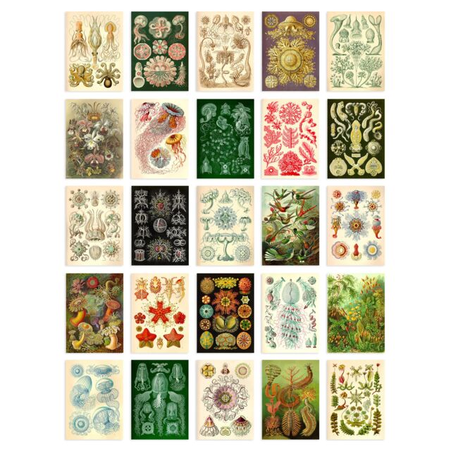 "Artery8 Wall Art Print 50 Pcs Botanical Aesthetic Haeckel Colourful Collage Kit s A6 Set Pack 15x10 cm (6x4"") Bedroom Wall Home Bathroom Pictures Sea" - image 1