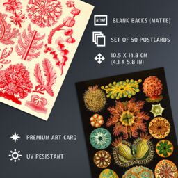 "Artery8 Wall Art Print 50 Pcs Botanical Aesthetic Haeckel Colourful Collage Kit s A6 Set Pack 15x10 cm (6x4"") Bedroom Wall Home Bathroom Pictures Sea" - thumbnail 5
