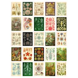 "Artery8 Wall Art Print 50 Pcs Botanical Aesthetic Haeckel Colourful Collage Kit s A6 Set Pack 15x10 cm (6x4"") Bedroom Wall Home Bathroom Pictures Sea" - thumbnail 1