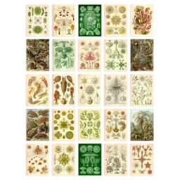 "Artery8 Wall Art Print 50 Pcs Botanical Aesthetic Haeckel Colourful Collage Kit s A6 Set Pack 15x10 cm (6x4"") Bedroom Wall Home Bathroom Pictures Sea" - thumbnail 2