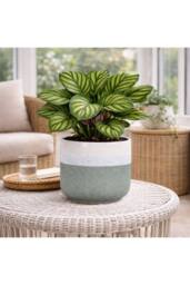 KDMD Hortus Green & White Bordeaux Stoneware Pot 20cm H x 22cm Dia - thumbnail 3