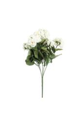 KDMD Geranium Cream Bush 10cm 2 Pack in White