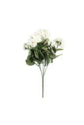 KDMD Geranium Cream Bush 10cm 2 Pack in White - thumbnail 2