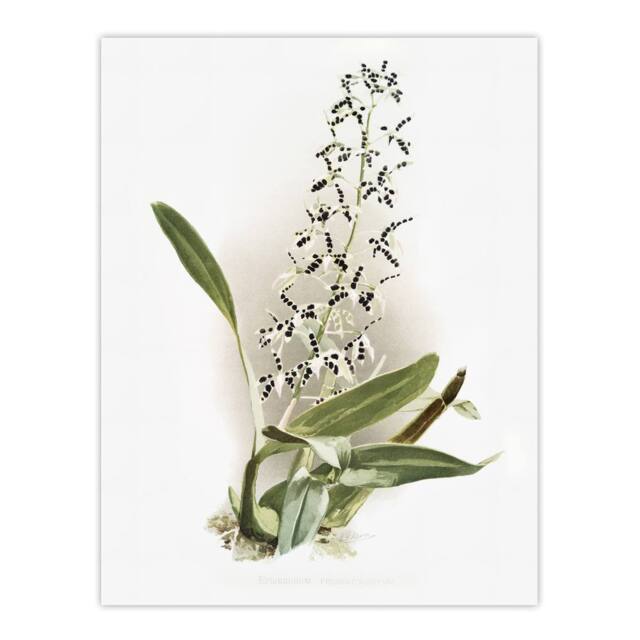 "Artery8 Frederick Sander Epidendrum Prismatocarpum Orchid Wall Art Print - Size: W12"" x H16""" - image 1
