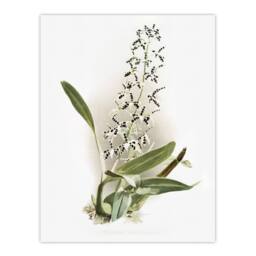 "Artery8 Frederick Sander Epidendrum Prismatocarpum Orchid Wall Art Print - Size: W12"" x H16""" - thumbnail 1
