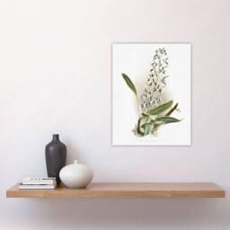 "Artery8 Frederick Sander Epidendrum Prismatocarpum Orchid Wall Art Print - Size: W12"" x H16""" - thumbnail 4
