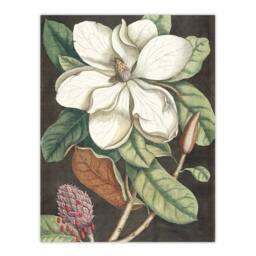"Artery8 Altissima Flower Laurel Tree Magnolia Catesby Wall Art Poster Print - Size: W24"" x H32""" - thumbnail 1