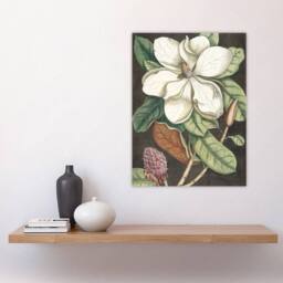 "Artery8 Altissima Flower Laurel Tree Magnolia Catesby Wall Art Poster Print - Size: W24"" x H32""" - thumbnail 4