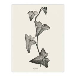 Artery8 Vintage Botanical Sagittifolia Ivy Hibberd Framed Wall Art Print in White - Size: A4 - thumbnail 3
